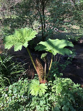 Au bord de la rivière