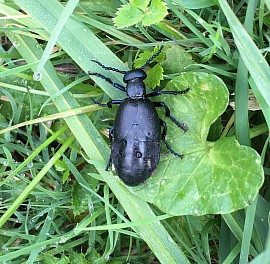 Insecte
