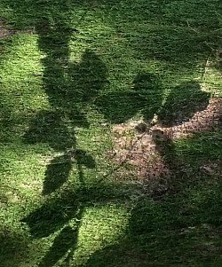 A l’ombre d’un arbre